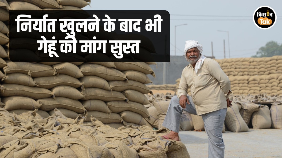 Wheat Price Declining