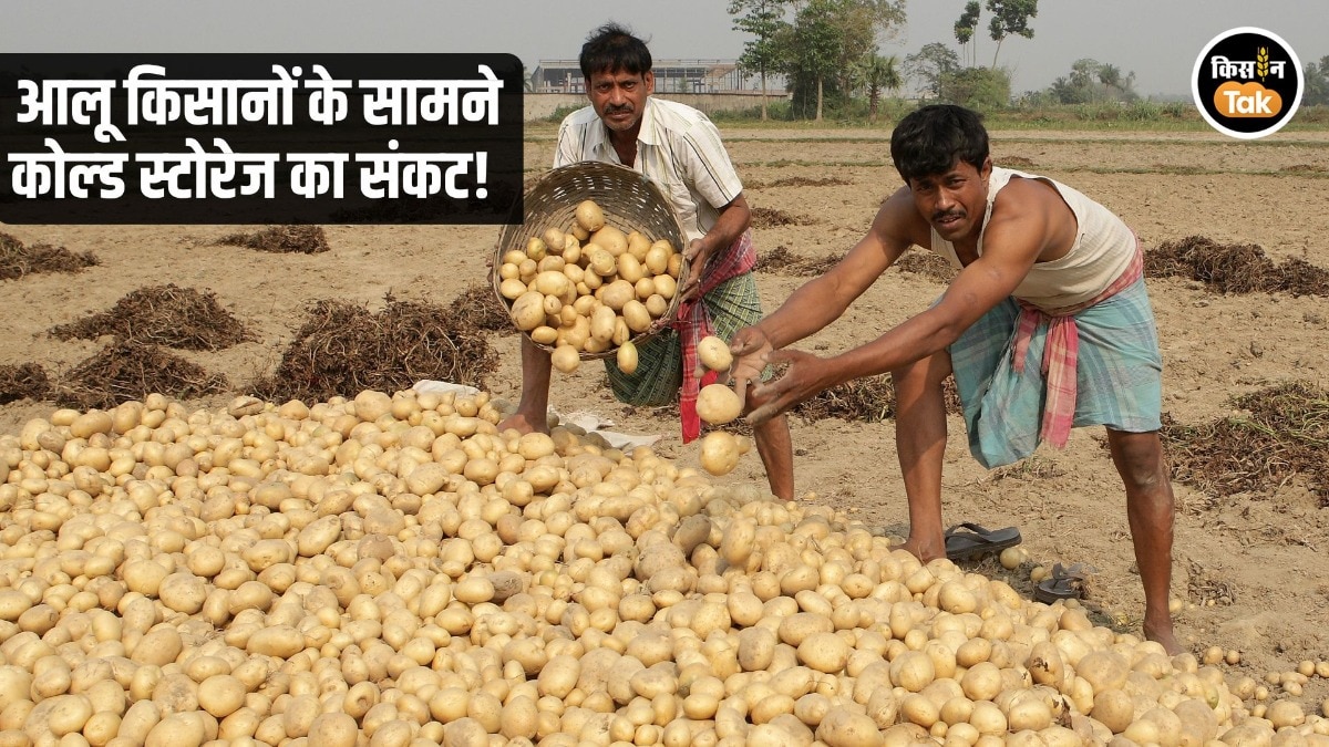 Potato Production Increase Estimate