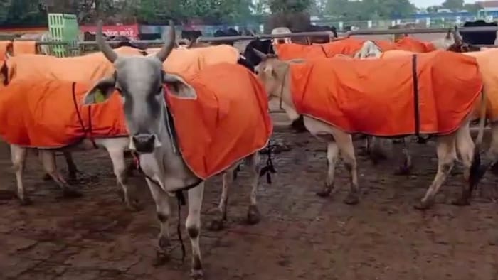 कानपुर में गाय-बछड़ों को पहनाए गए कोट. (Photo: Screengrab)