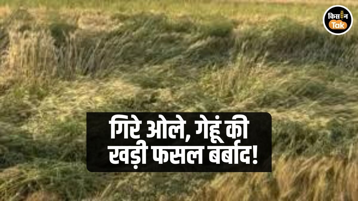 गेहूं की फसल पर मंडराया संकट