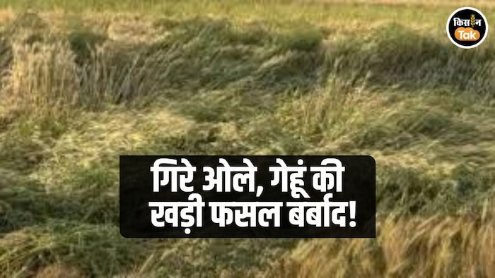 गेहूं की फसल पर मंडराया संकट