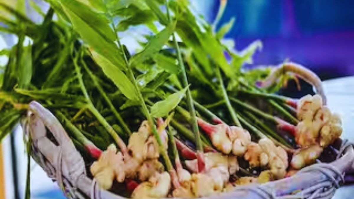 आदिवासी किसानों की बड़ी छलांग, अदरक और कालाजीरा चावल की सप्लाई अब देशभर के बड़े बाजारों में