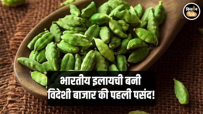 बढ़ी भारतीय इलायची की मांग