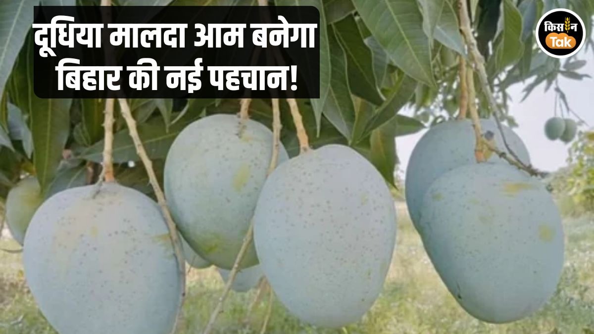 GI टैग से बदलेगी दूधिया मालदा आम की किस्मत, जल्द मिलेगी वैश्विक पहचान