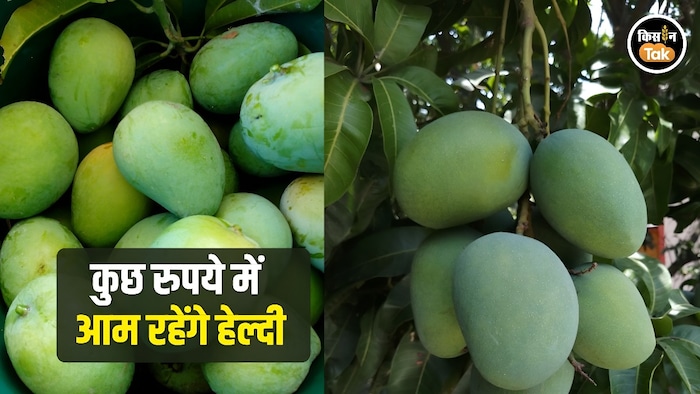 mango cultivation