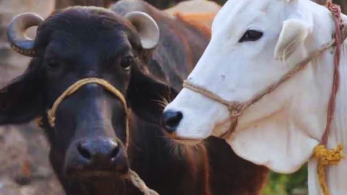 Punjab Milkfed ask 50 cr subsidy NDDB