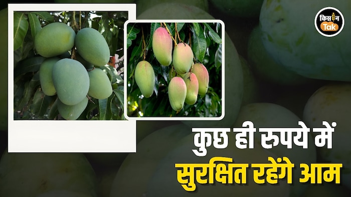 mango cultivation
