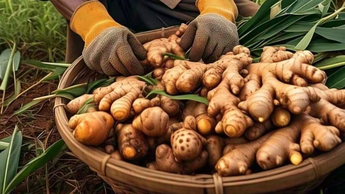 अदरक की खेती