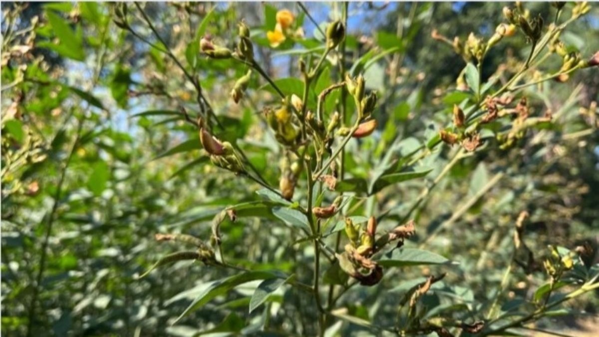 फरवरी में अरहर की फसल पर इन कीटों का हमला! बचाव के लिए अपनाएं आसान ट्रिक