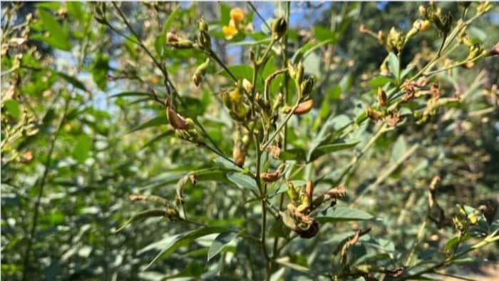 अरहर की फसल पर कीटों का हमला