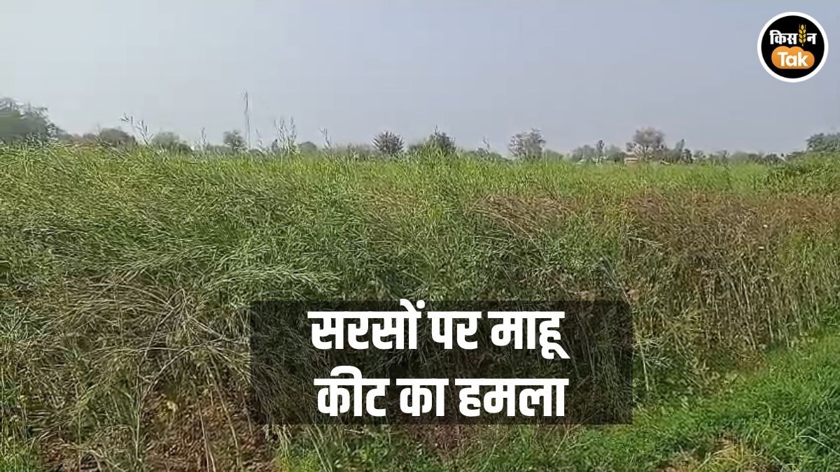 रबी फसल पर मौसम की मार, पकती फसलों पर माहू कीट के प्रकोप से चिंतित किसान 