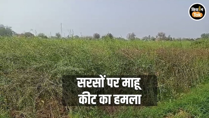 रबी फसल पर मौसम की मार