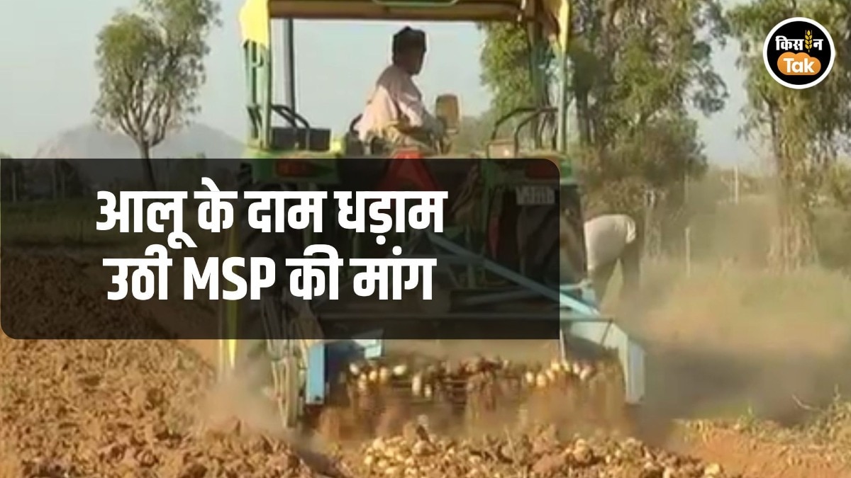 Potato Price: मंडि‍यों में 4-5 रुपये किलो हुआ आलू का भाव, किसानों ने सरकार से की MSP की मांग
