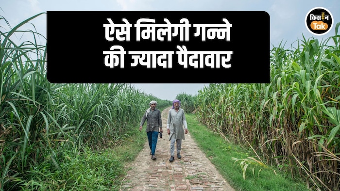 Sugarcane Farming Tips