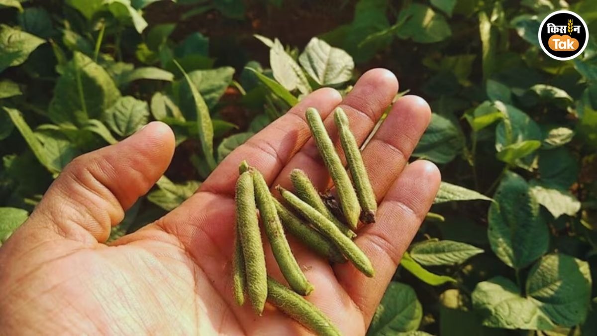 जायद में खेती के लिए बेस्ट है उड़द की ये खास वैरायटी, यहां ऑनलाइन मिलेगा सस्ते में बीज