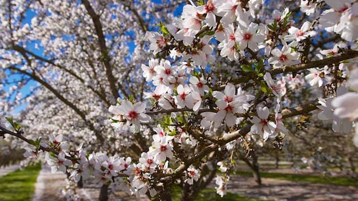 बादाम के फूल