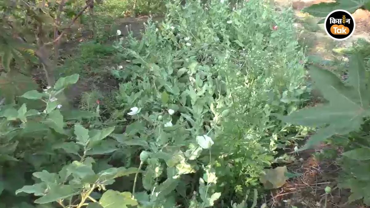 सीहोर में करोड़ों का नारकोटिक्स जब्त, खेत में चल रही थी गांजा और अफीम की खेती