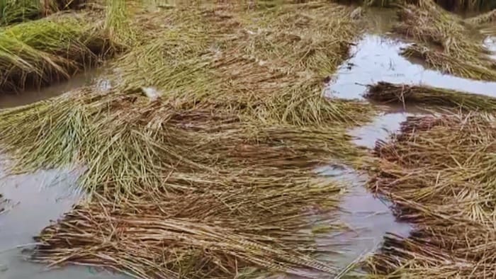 धान किसानों के लिए खुशखबरी!