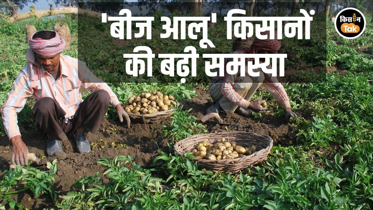 Seed Potato Farming Punjab