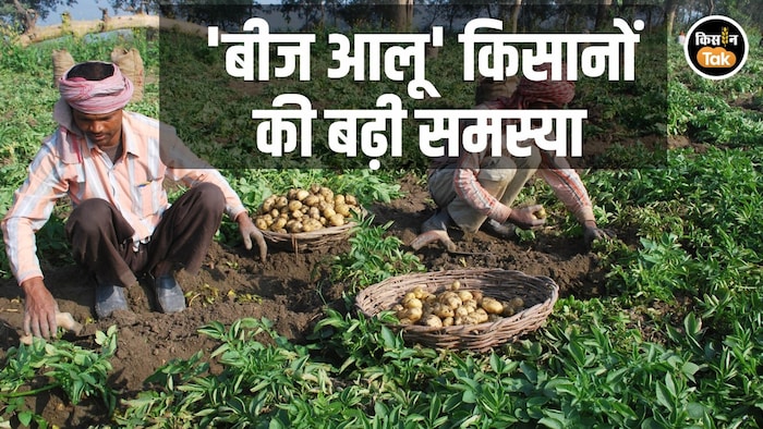 Seed Potato Farming Punjab