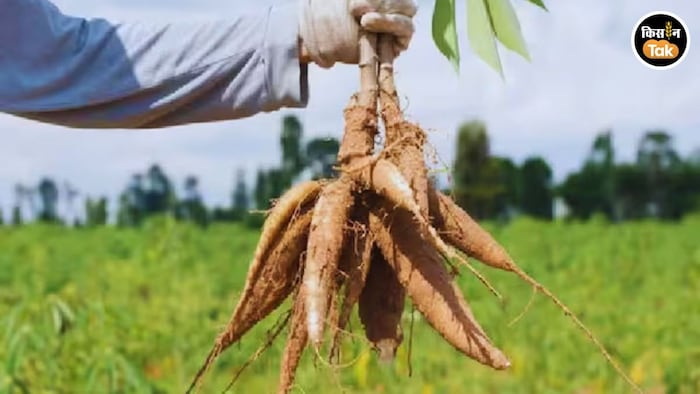 कसावा की खेती