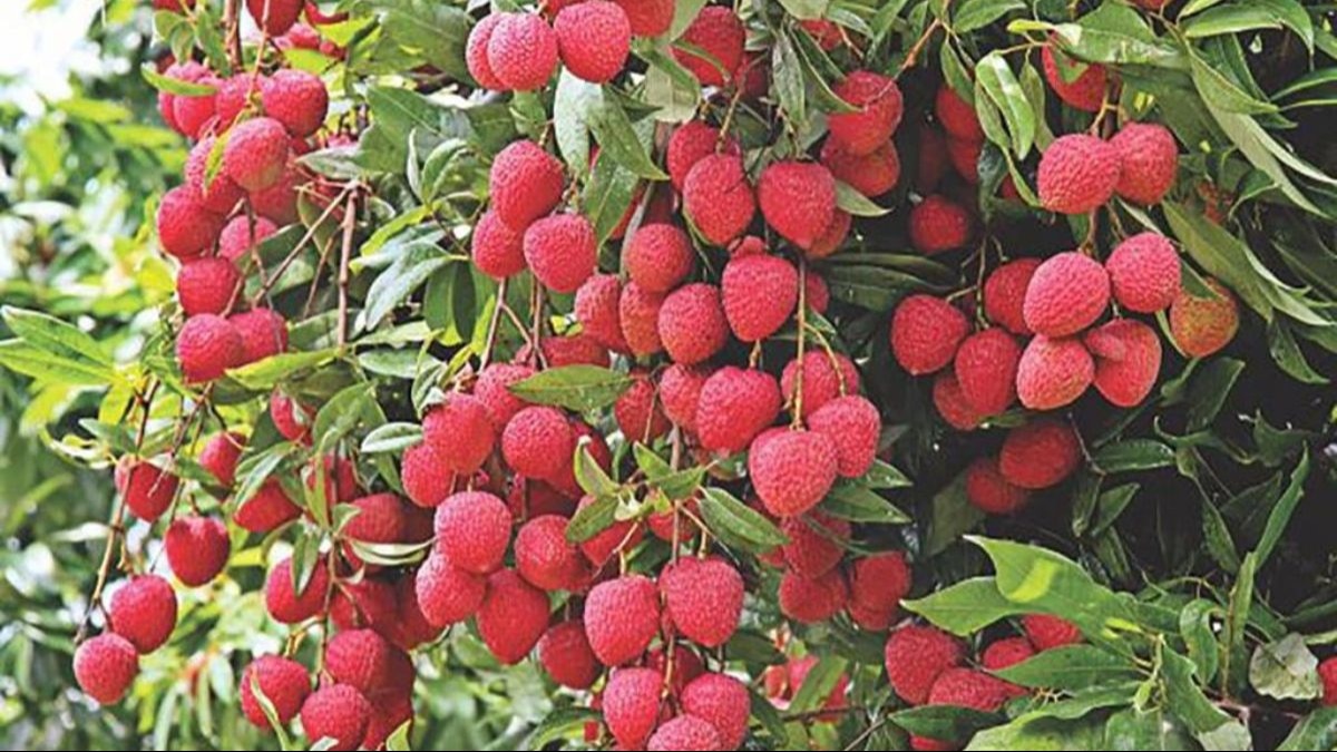 शाही लीची