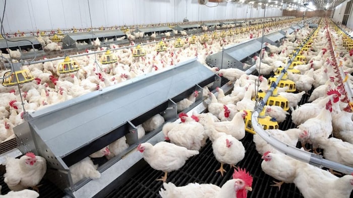 100 चूजों से शुरू किया था मुर्गी पालन का रोजगार