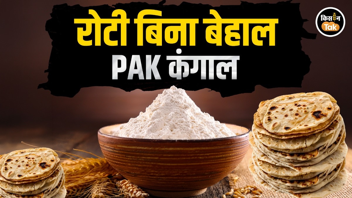 wheat production in Pakistan