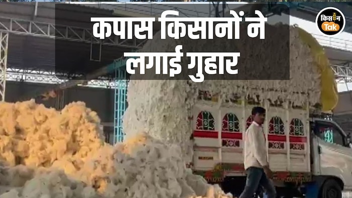 Cotton Procurement end market rate fall below msp