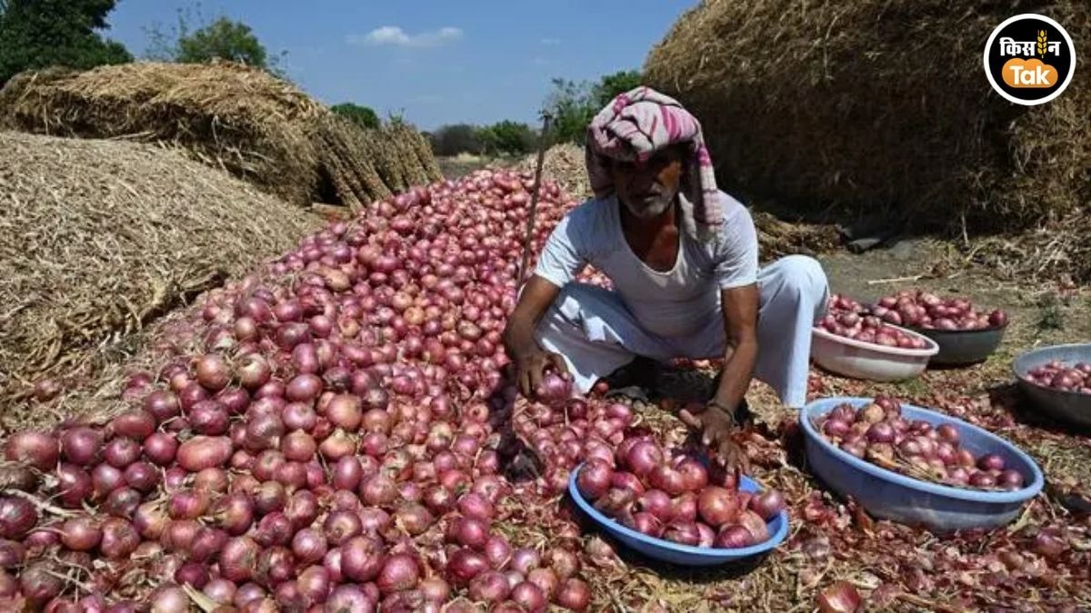 महाराष्ट्र में रबी प्याज की खेती ने पकड़ी रफ्तार, 2025–26 में बड़ा उछाल
