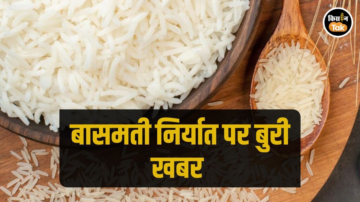 भारतीय बासमती निर्यात पर पड़ा गहरा असर