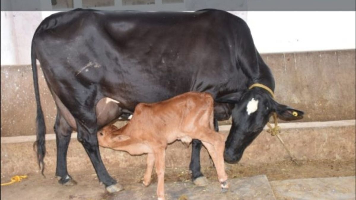 जर्सी गाय से पैदा हुए बेस्ट नस्ल के बछड़े