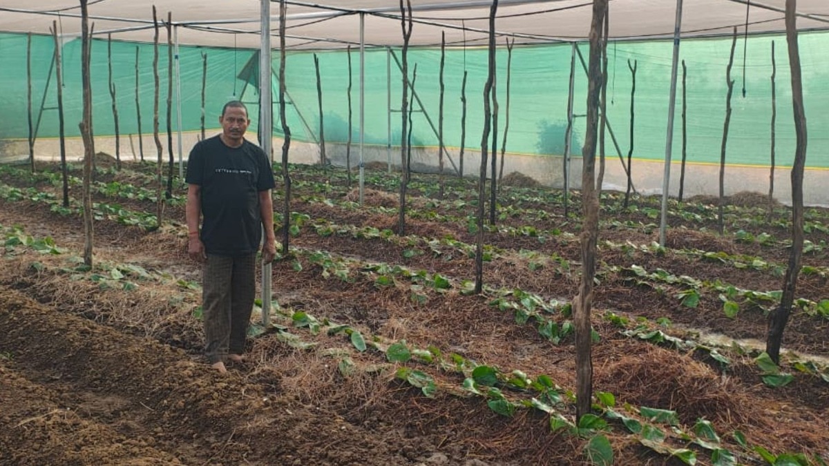 Pan Ki Kheti Chhattisgarh 