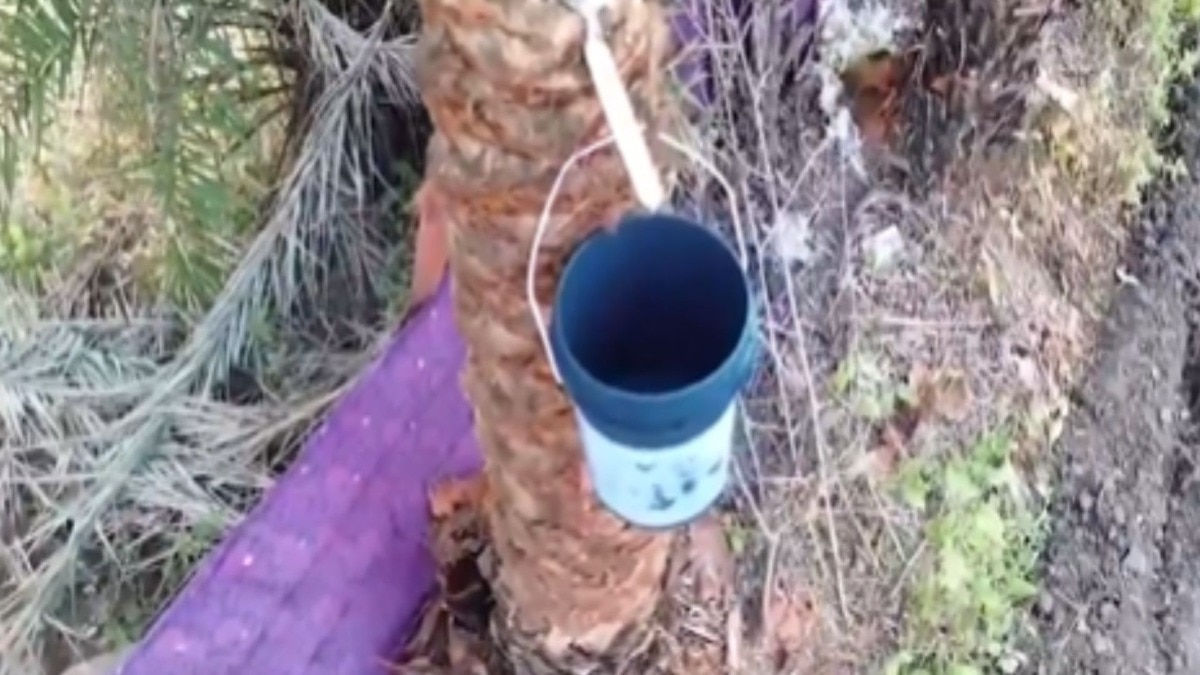 Wild Chhind Sap Jaggery