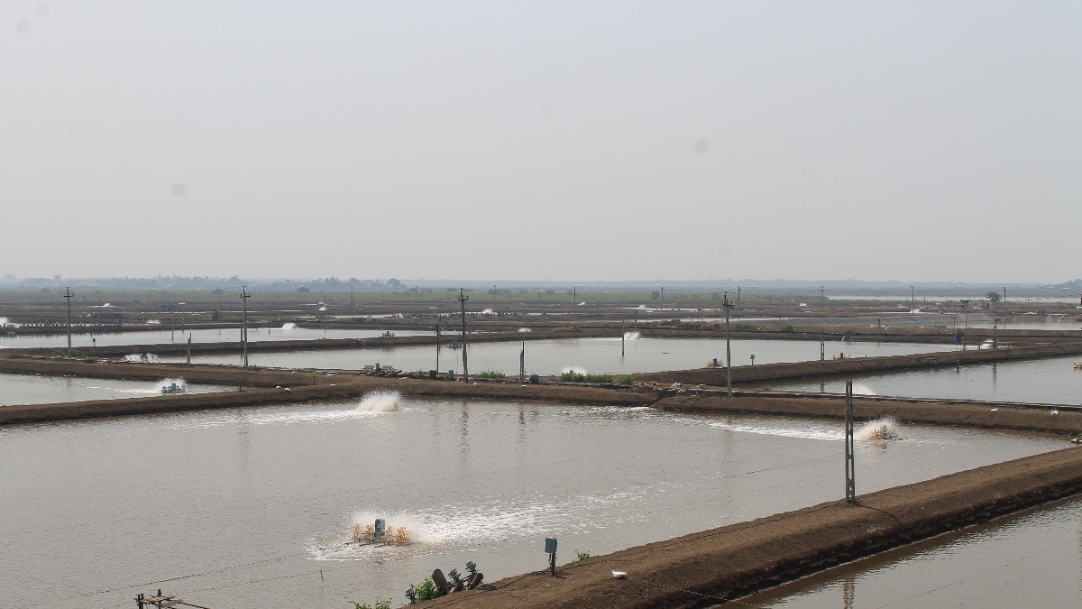 Fish Pond Care: मौसम के हिसाब से तय होती है तालाब की गहराई और पानी की मात्रा