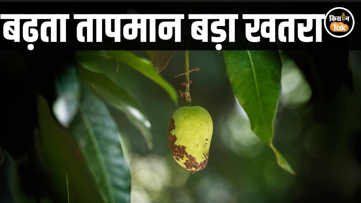 Mango orchard: आम के बौर और टिकोले झड़ने से कैसे रोकें? अपनाएं ये असरदार टिप्स और पैदावार बढ़ाएं