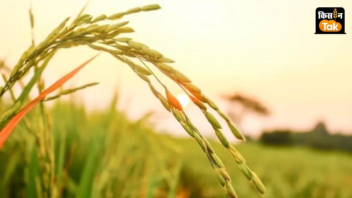 paddy production telangana
