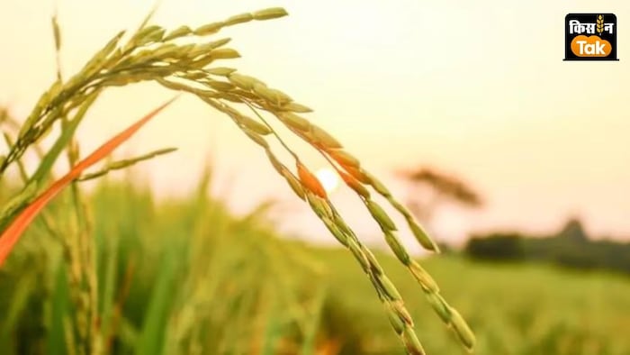 paddy production telangana