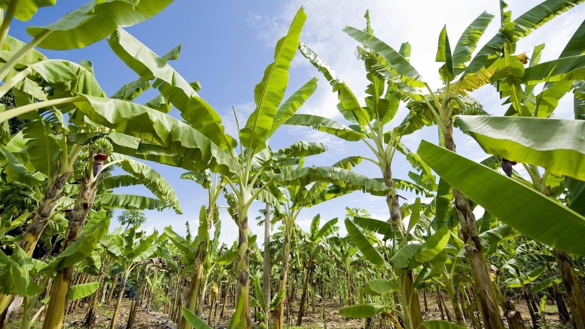 Panama TR4 Disease: केले की फसल पर छाया बड़ा संकट, महाराष्‍ट्र सरकार ने बनाई कमेटी