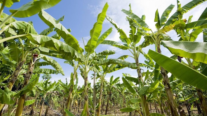 banana crop Panama TR4 Disease