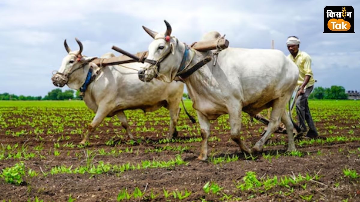 Economic Survey: महाराष्ट्र की कृषि वृद्धि दर में तेज गिरावट, आर्थिक सर्वे में सामने आई बड़ी वजह