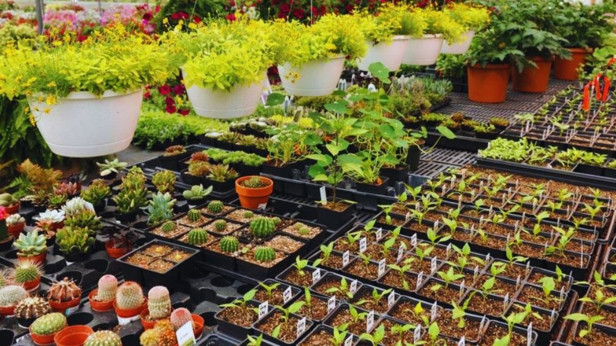 पौधे खरीदते वक्त इन बातों का रखें ध्यान