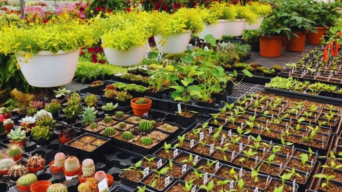 पौधे खरीदते वक्त इन बातों का रखें ध्यान