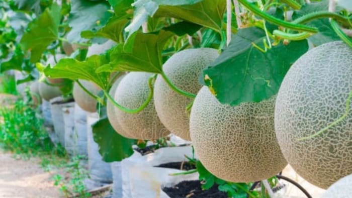 खरबूजे की खेती