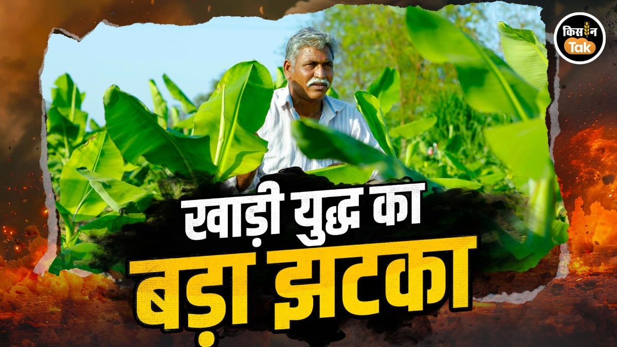 ईरान–अमेरिका युद्ध से केला किसानों पर दोहरी मार: निर्यात ठप, हजारों टन फसल बर्बाद होने का खतरा