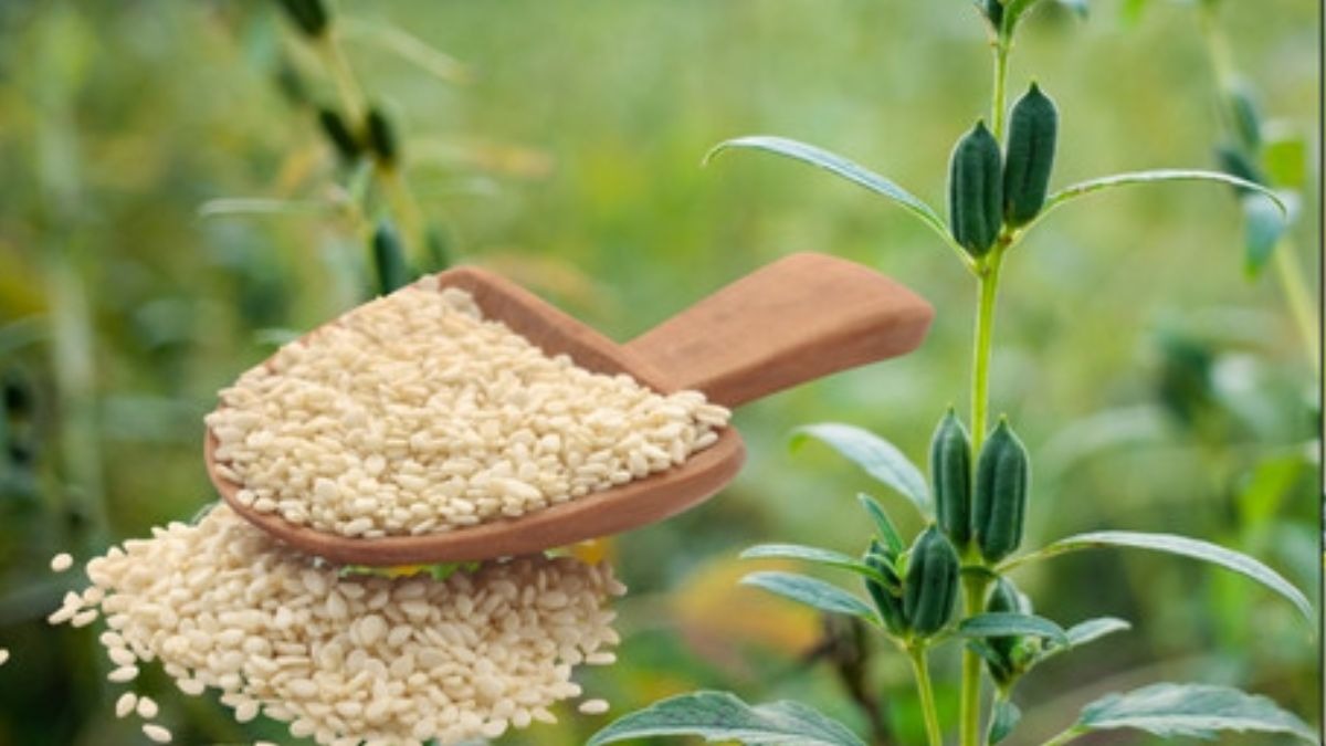 जायद में खेती के लिए बेस्ट है सफेद तिल की ये किस्म, यहां मिलेगा सस्ते में बीज