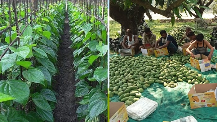 रायबरेली में पान की प्रोसेसिंग यूनिट की स्थापना