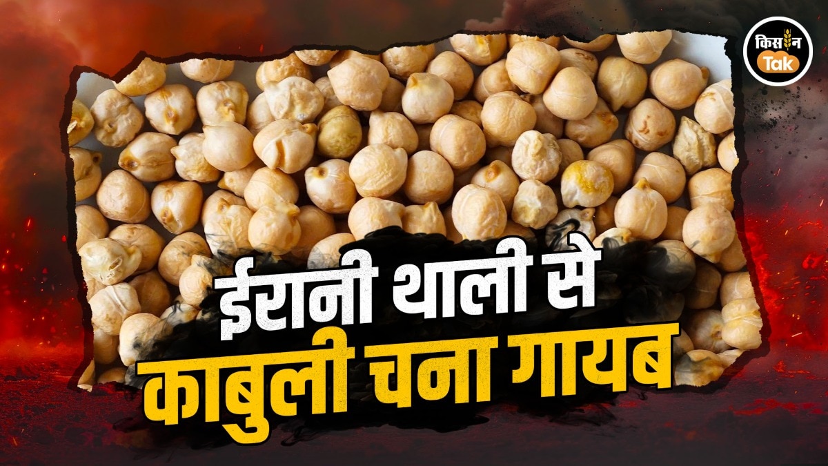 kabuli chana export