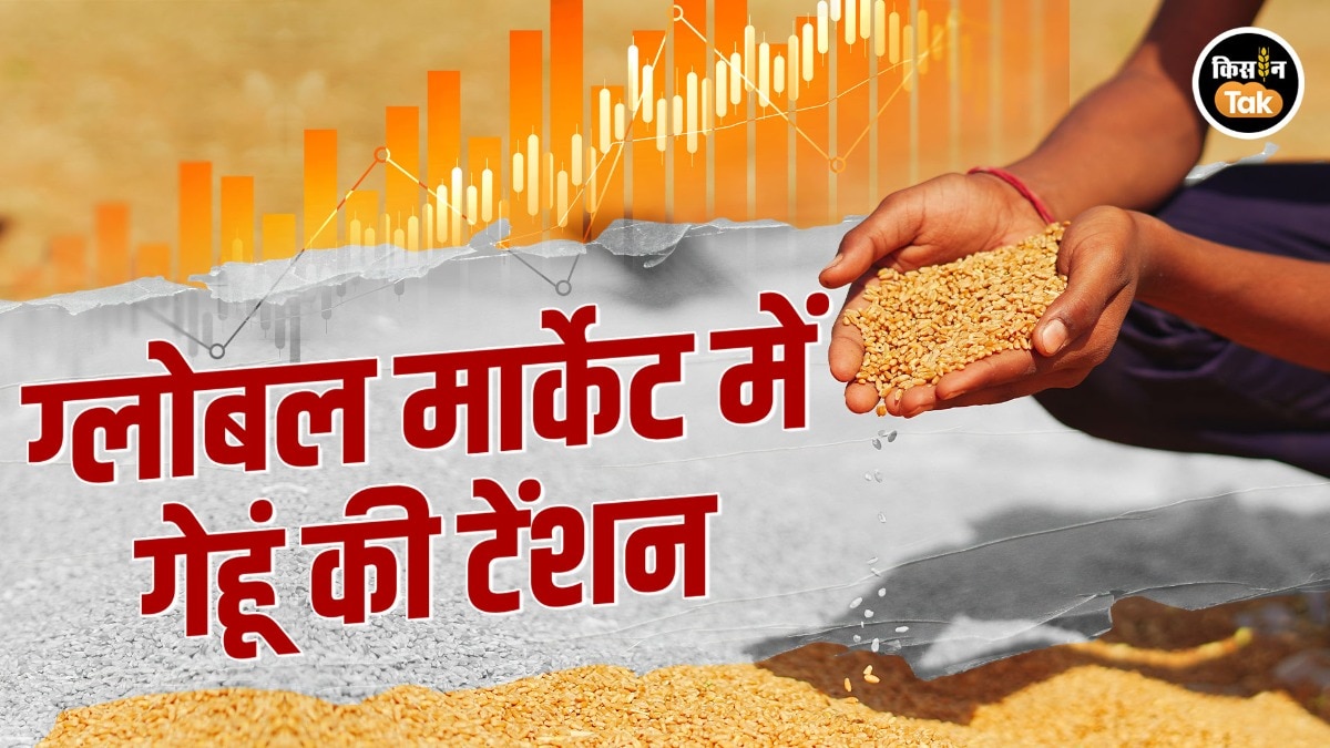 दुनिया भर में गेहूं का उत्पादन में गिरावट, लेकिन भारत का किसान करेगा रिकार्ड पैदावार और भरेगा भंडार