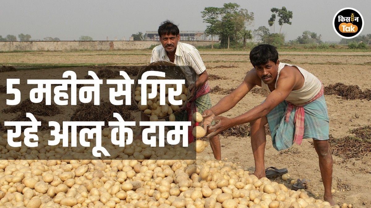 Potato Price: आलू के दाम पर सियासत तेज, 5 महीने में 37 फीसदी गिरा औसत भाव, देखें सरकारी आंकड़े